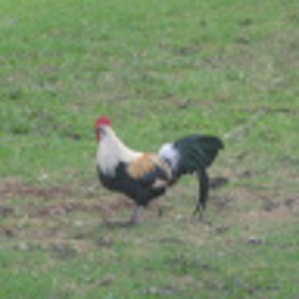 Meet your Posher, L.